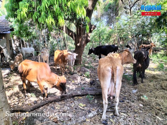 போக்குவரத்துக்கு இடையூறாக நின்ற கட்டாக்காலி மாடுகள் பிடிப்பு! 